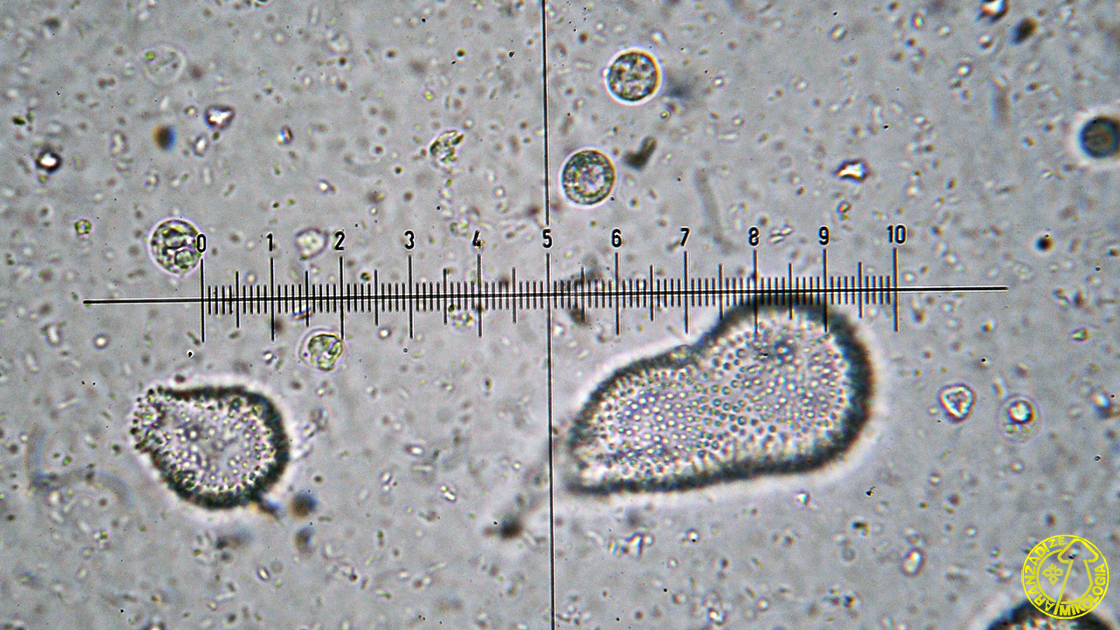 Mycena corynephora