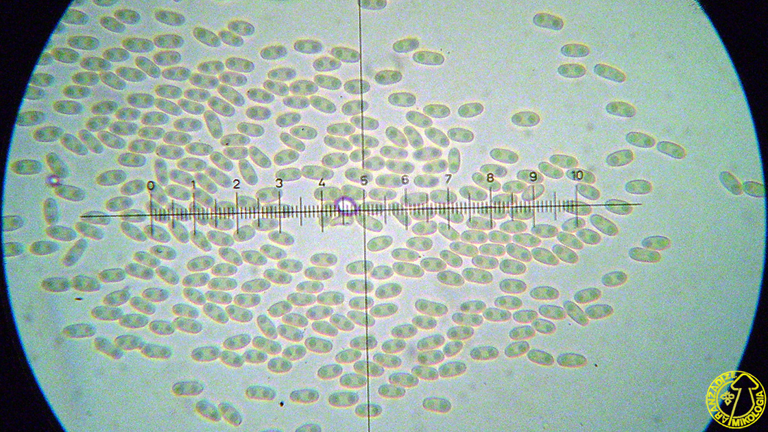 Onygena corvina