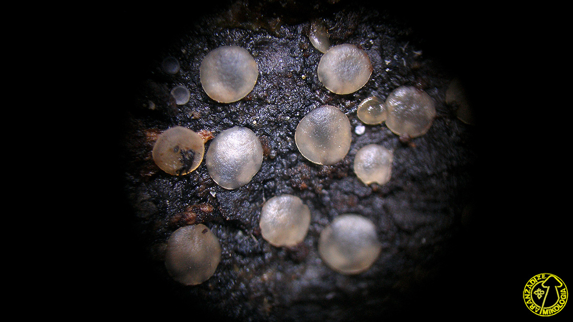 Orbilia auricolor