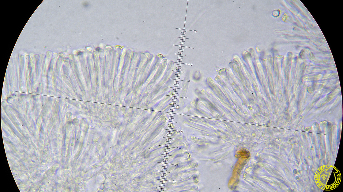 Orbilia auricolor