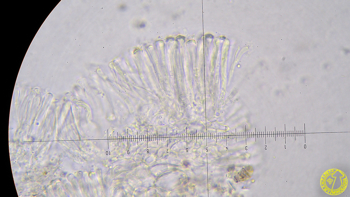 Orbilia auricolor