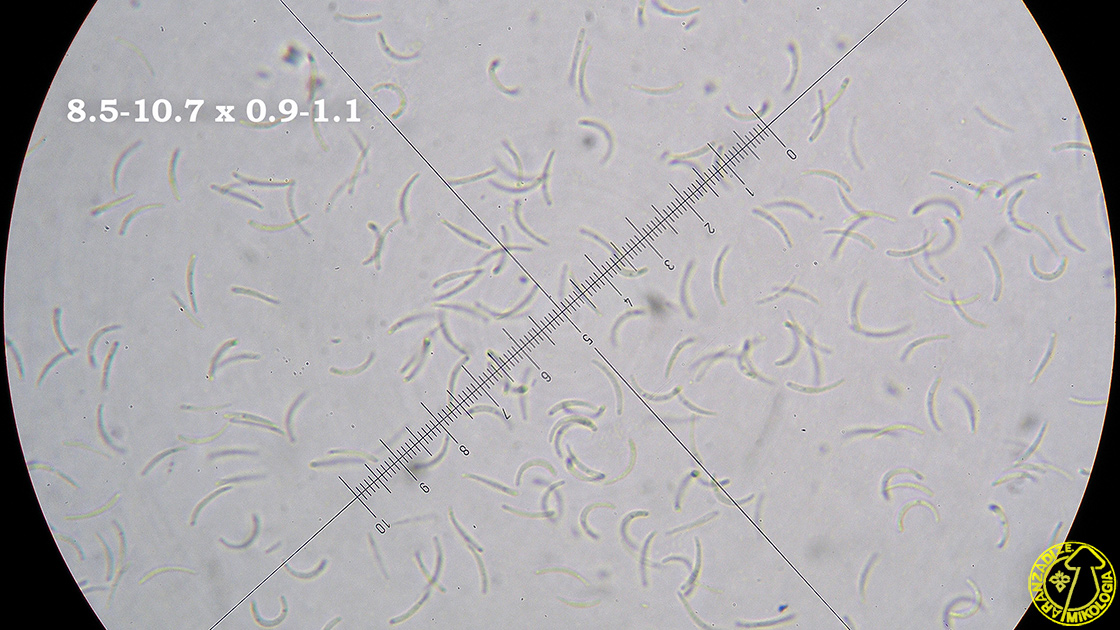 Orbilia auricolor