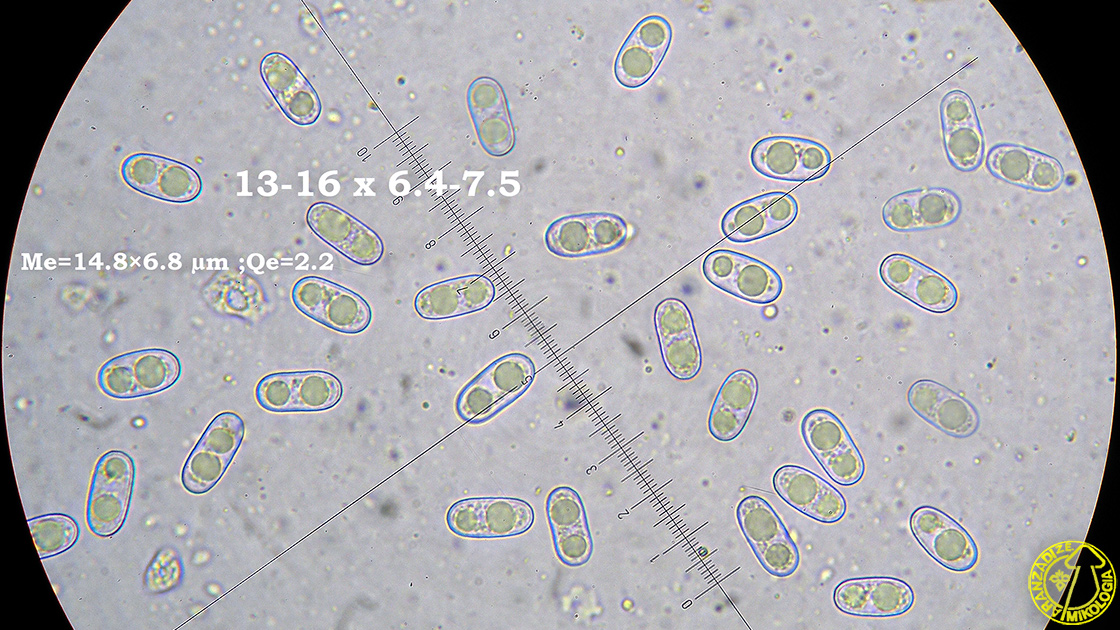 Sarcosphaera coronaria