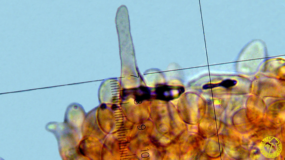 Agaricus tenuivolvatus