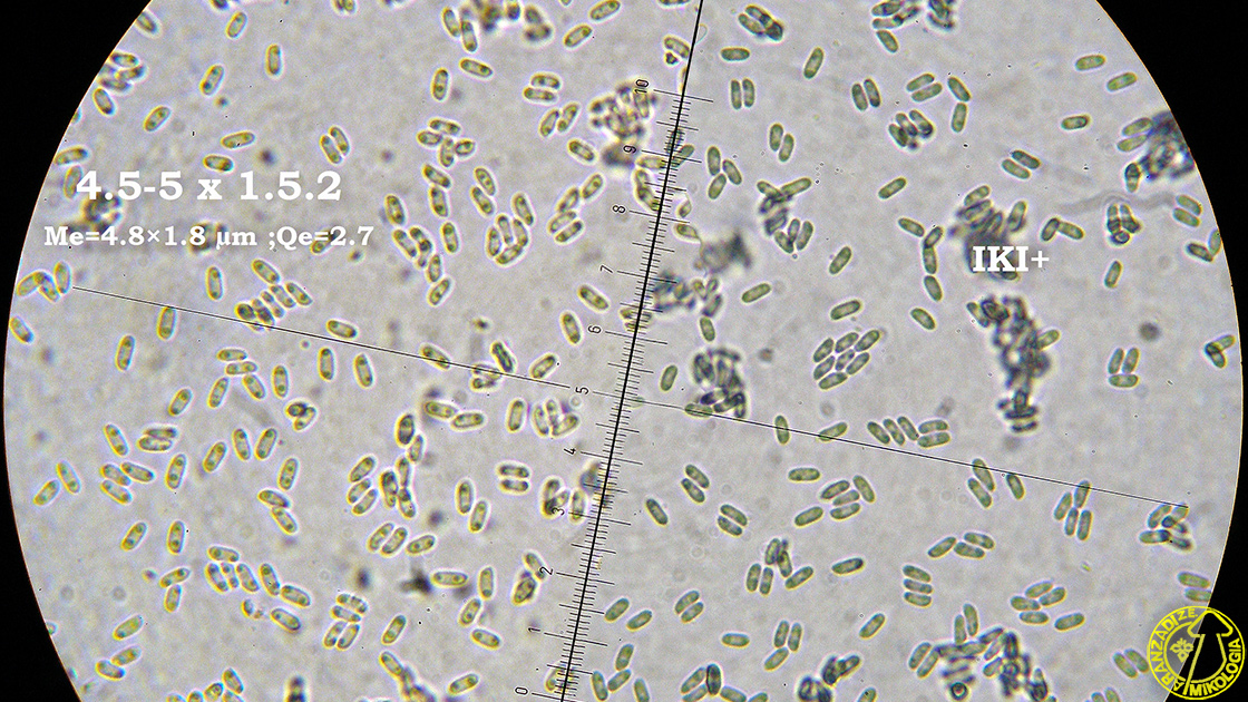 Amylocorticium canadense