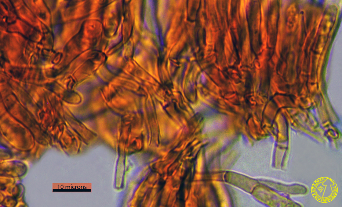 Callistosporium luteo-olivaceum