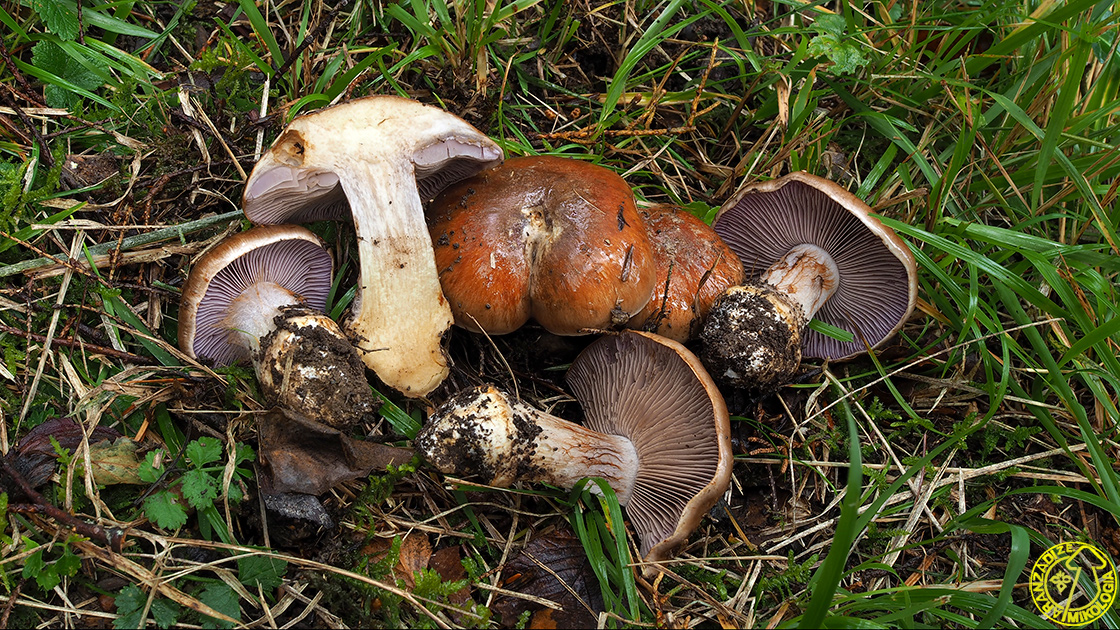 Cortinarius variecolor