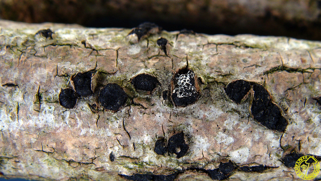 Eutypella cerviculata