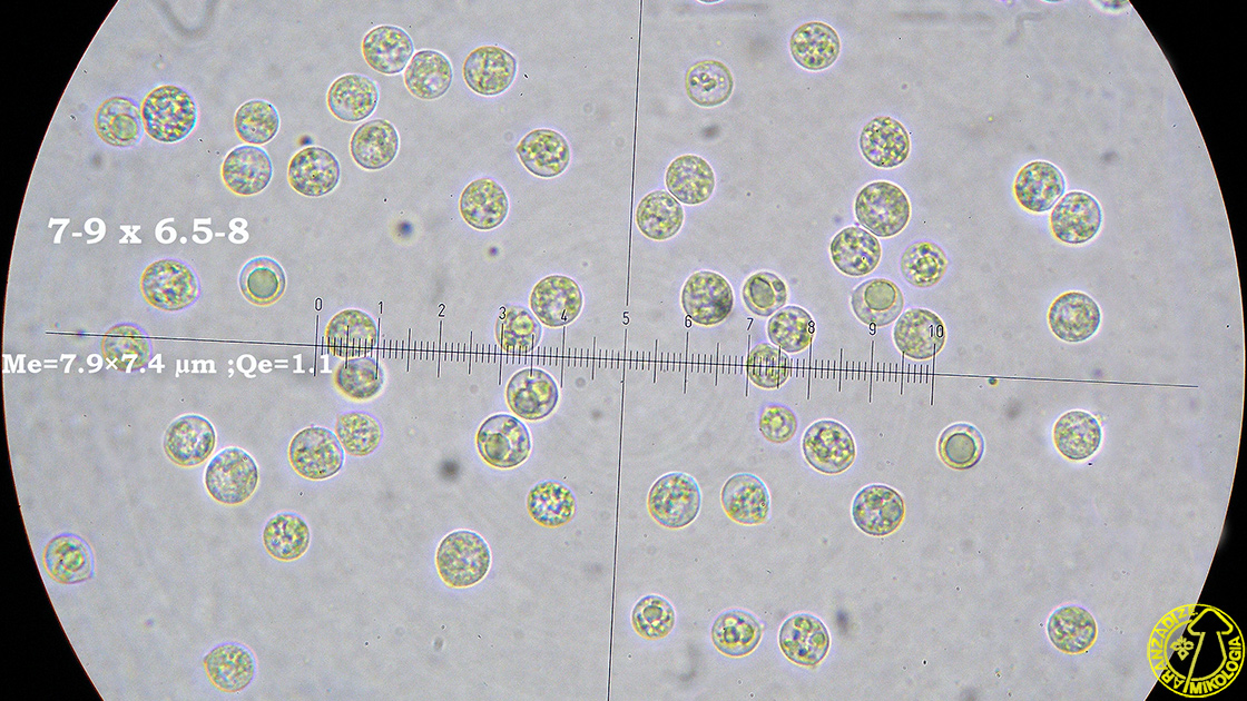 Litschauerella clematitis var. macrospora