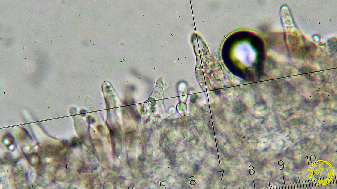 Mycena capillaripes