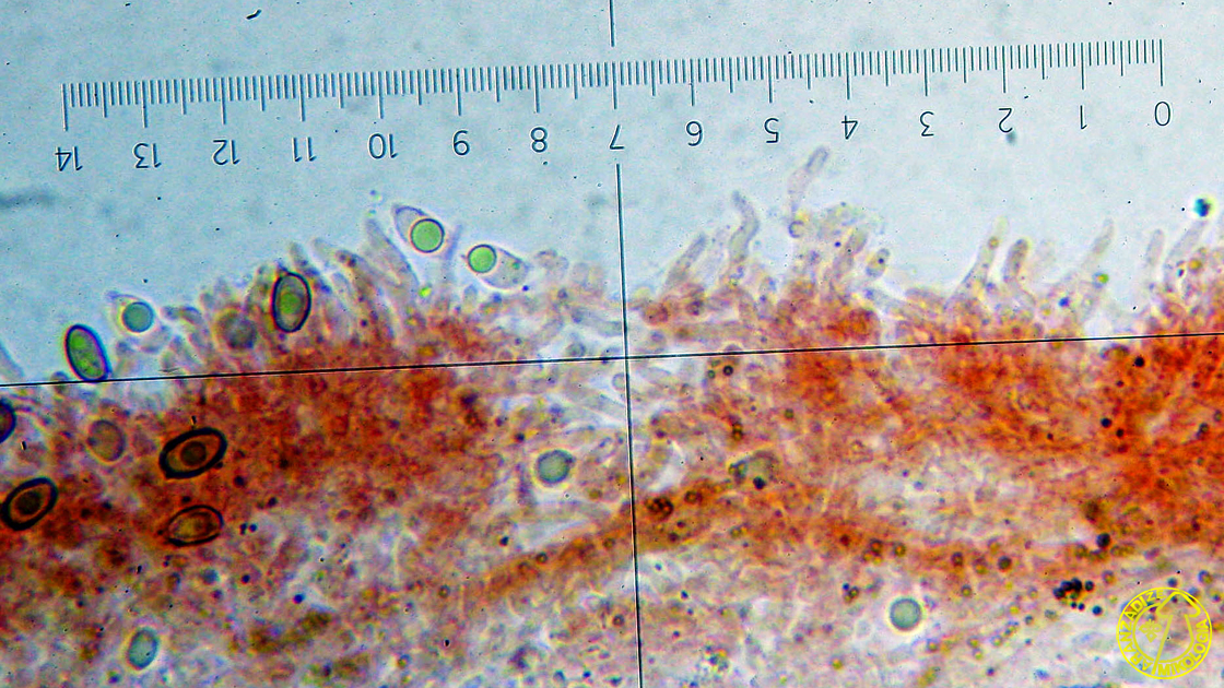 Mycena capillaripes