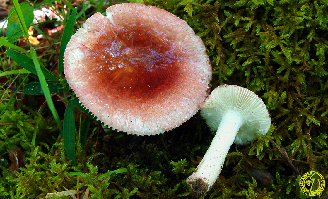 Russula lilacea