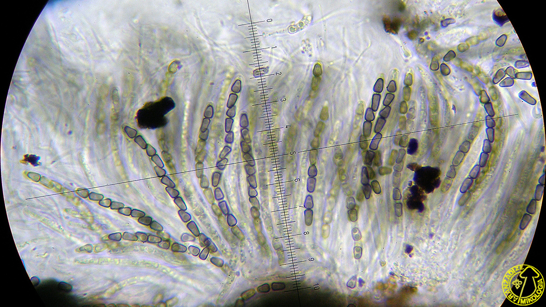 Anteaglonium rubescens