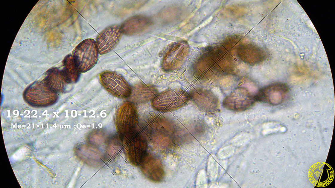Ascobolus foliicola