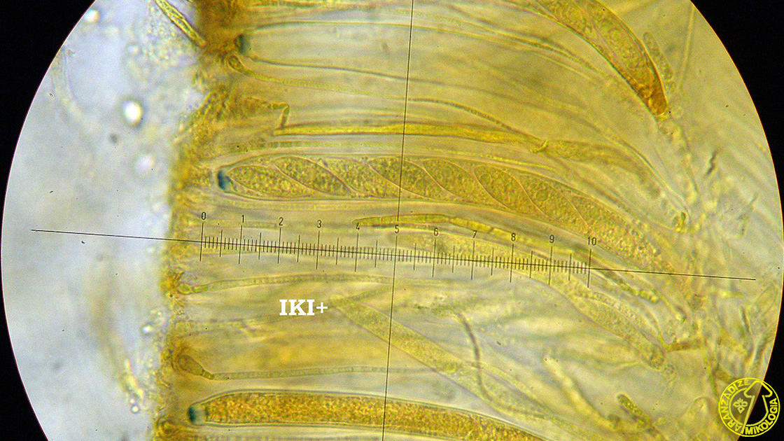 Chloroscypha alutipes