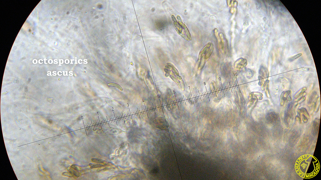 Cryptosphaeria moravica