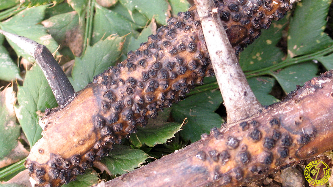 Eutypella leprosa