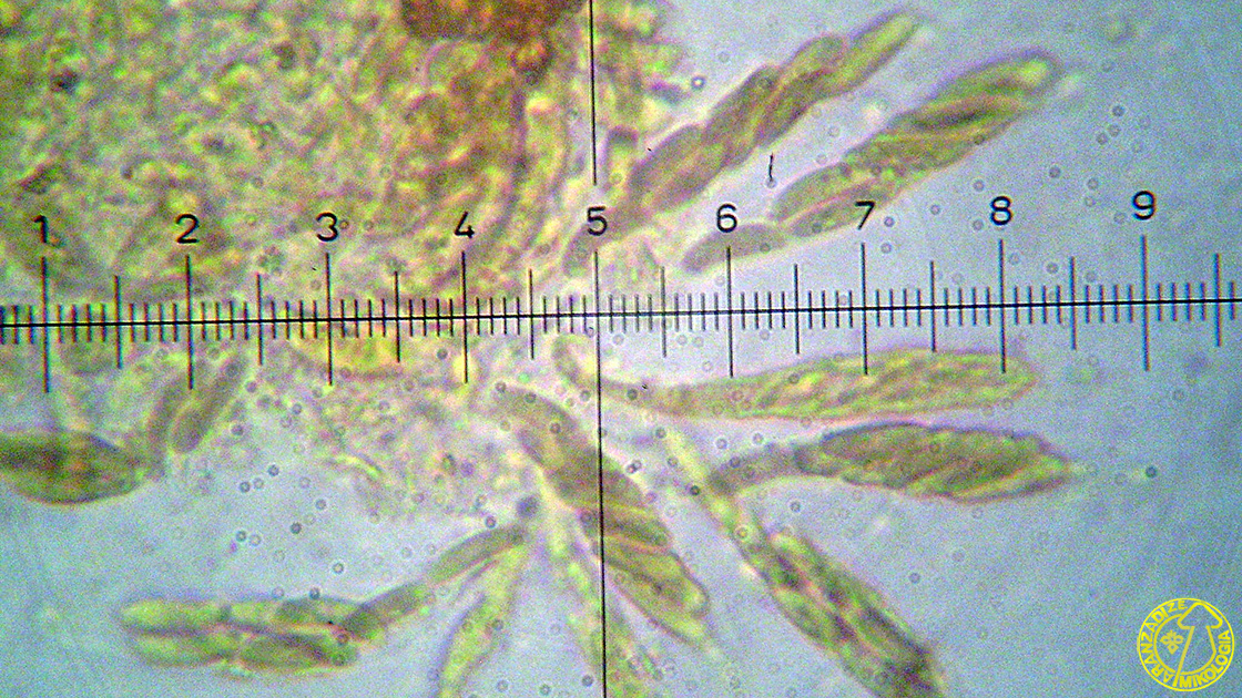 Eutypella leprosa