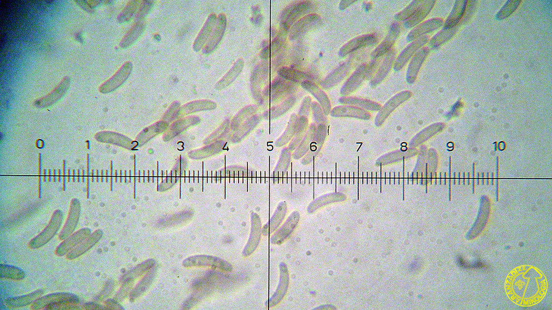 Eutypella leprosa