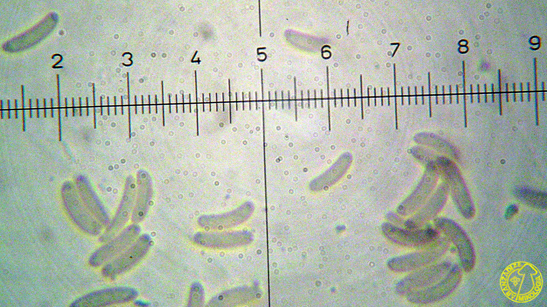 Eutypella leprosa