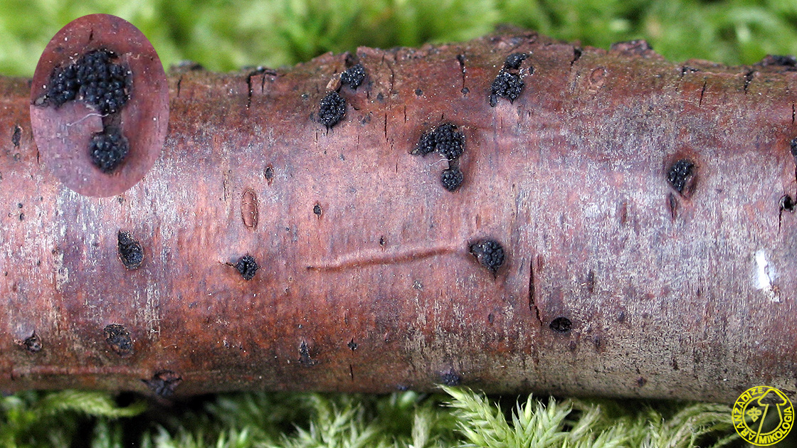 Eutypella prunastri