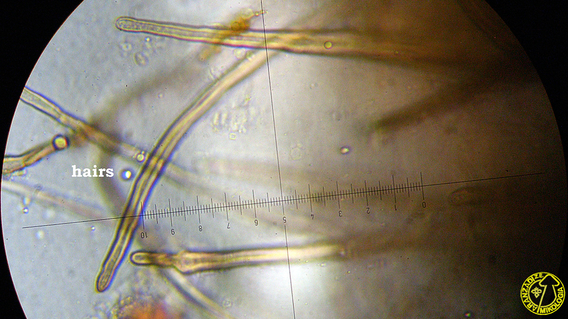 Helminthosphaeria corticiorum