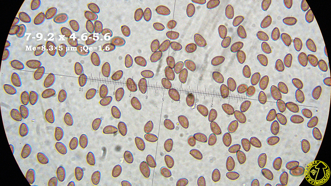 Psilocybe coronilla
