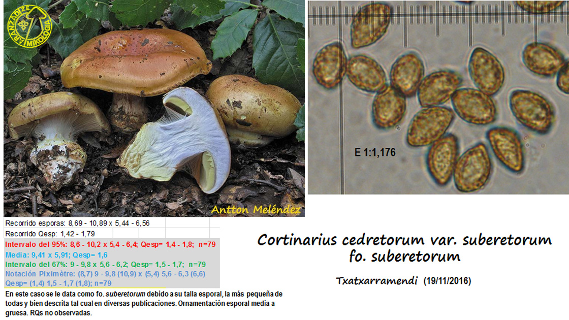Cortinarius cedretorum