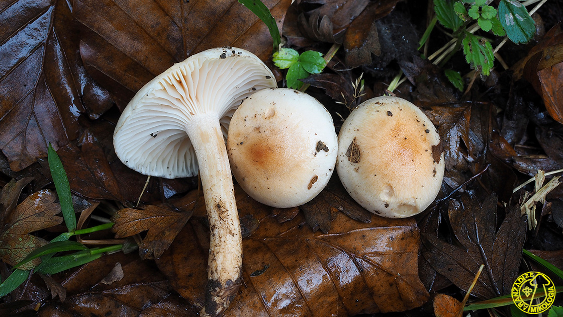 Hygrophorus unicolor