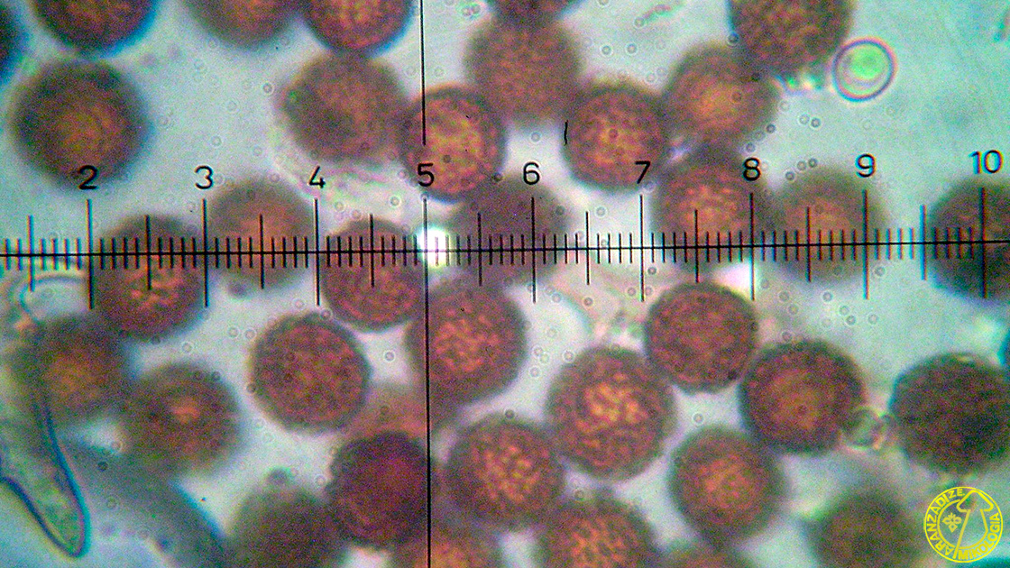 Mycenastrum corium