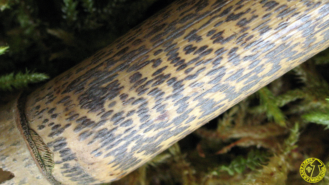 Arthrinium bambusae