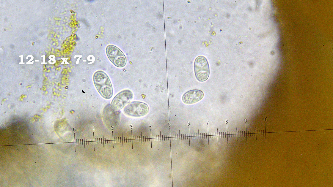 Gyalolechia flavovirescens