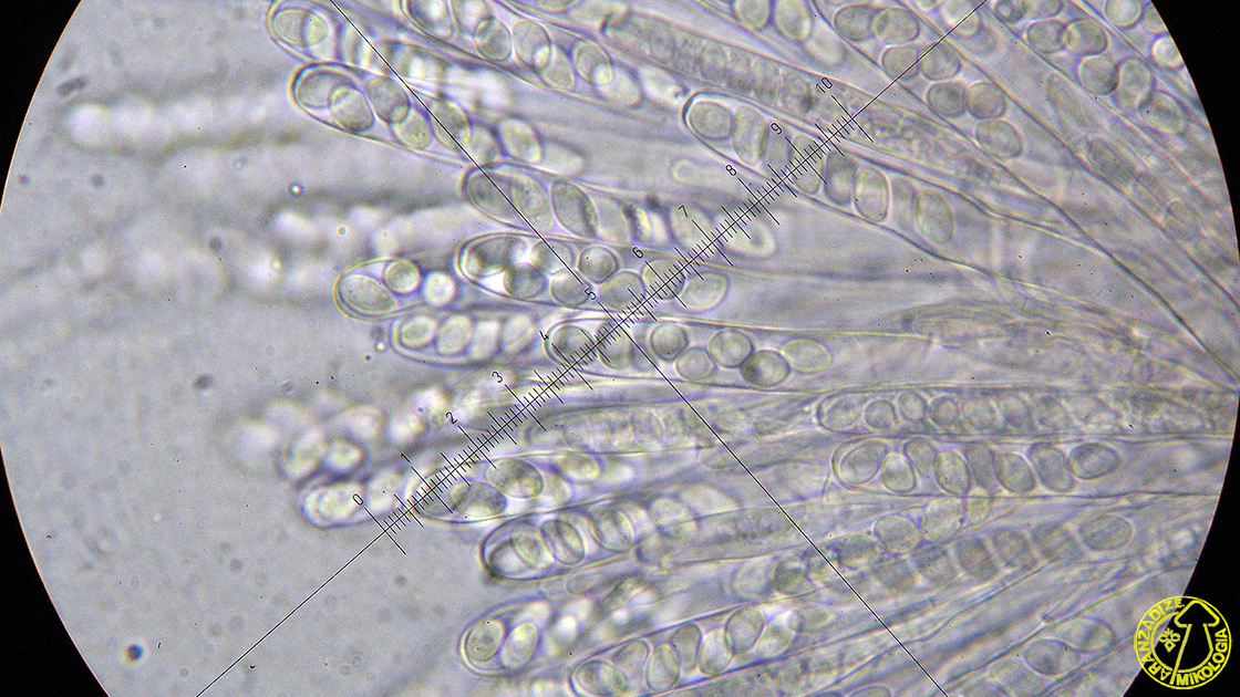 Ciboria coryli
