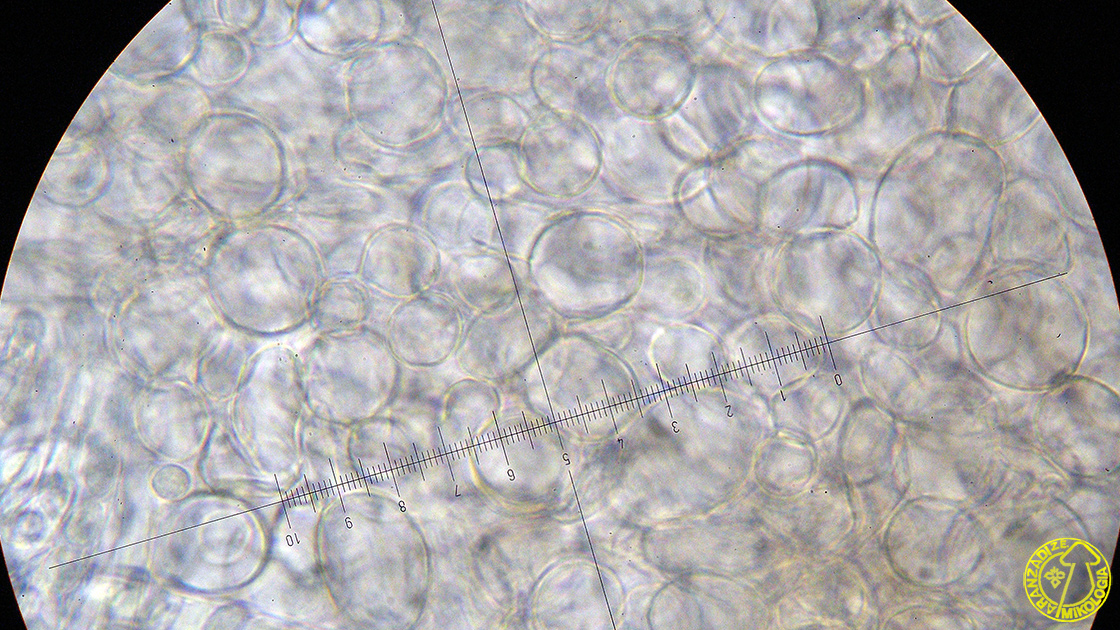 Ciboria coryli