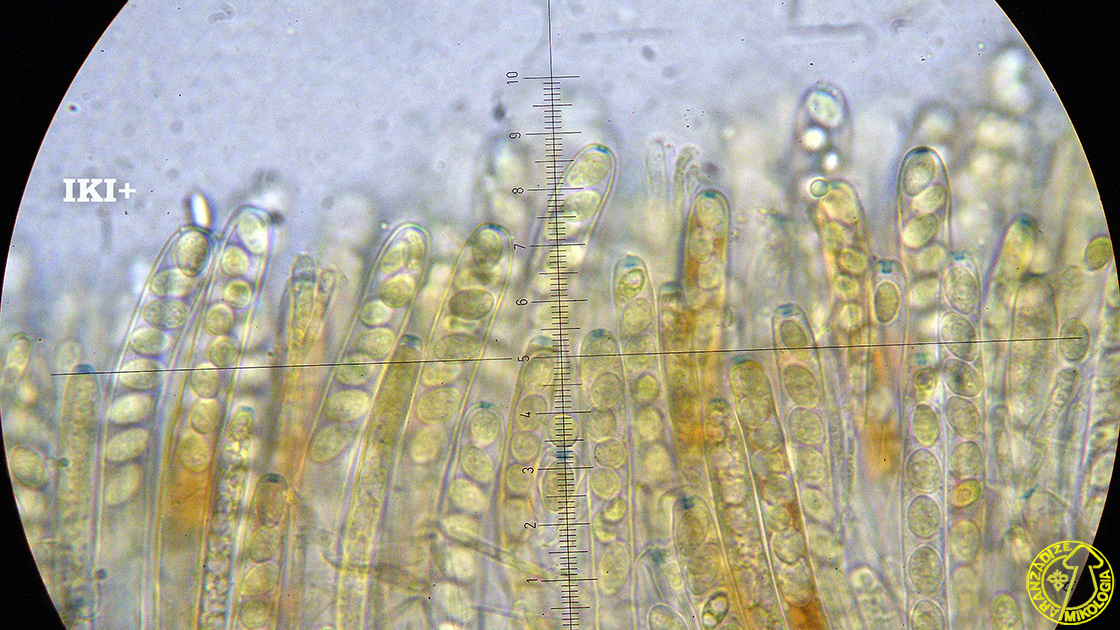 Ciboria coryli