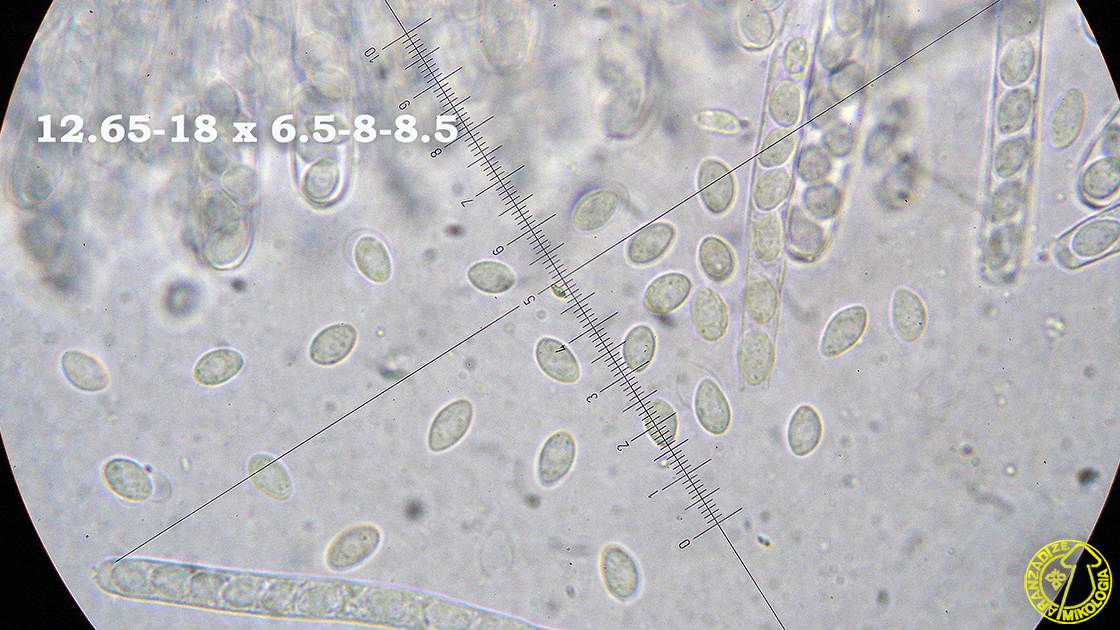 Ciboria coryli
