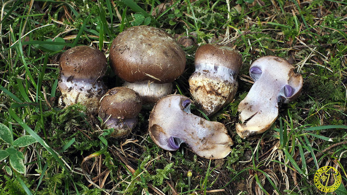 Cortinarius variecolor