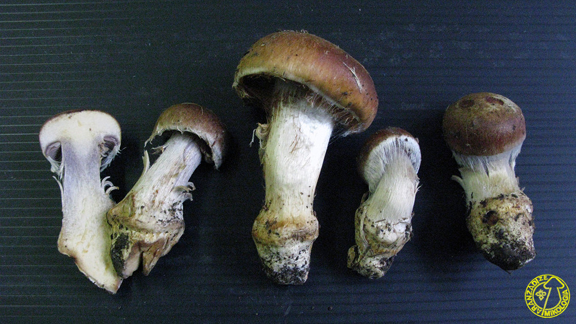 Cortinarius variecolor