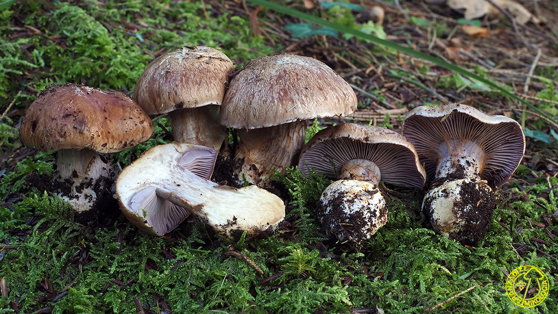 Cortinarius variecolor