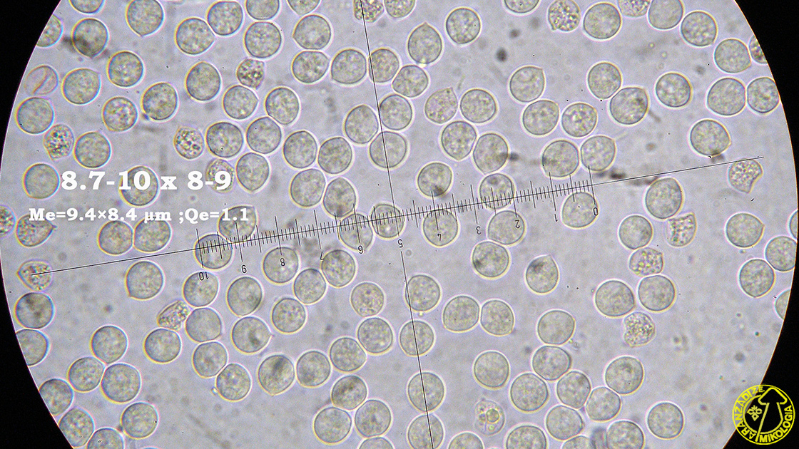 Mycena pseudocorticola