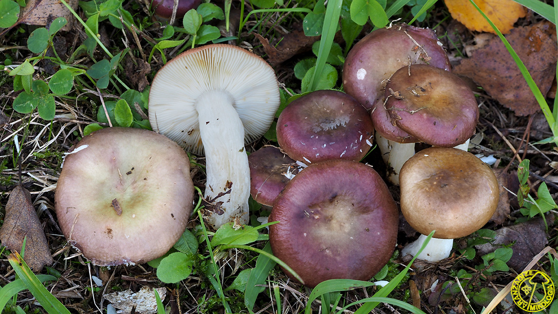 Russula versicolor