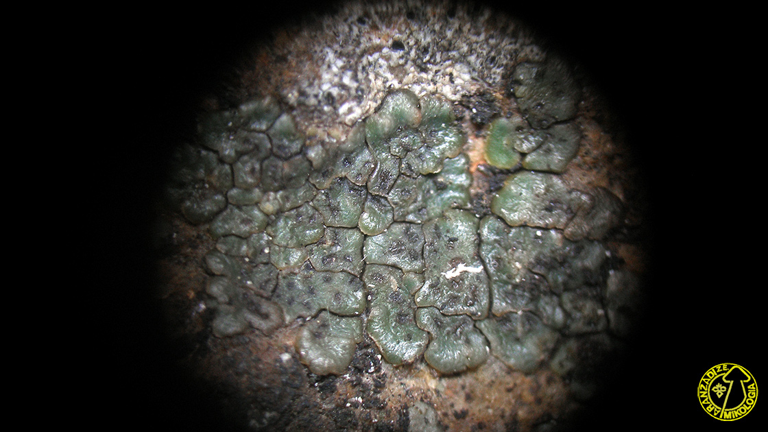 Acarospora umbilicata