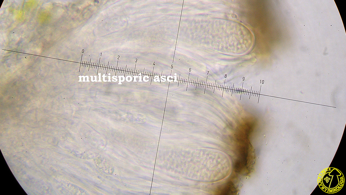 Acarospora umbilicata