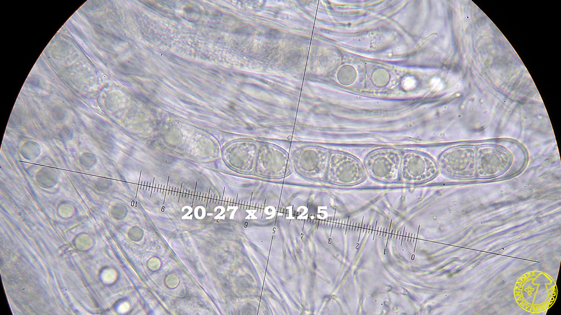 Acrocordia gemmata