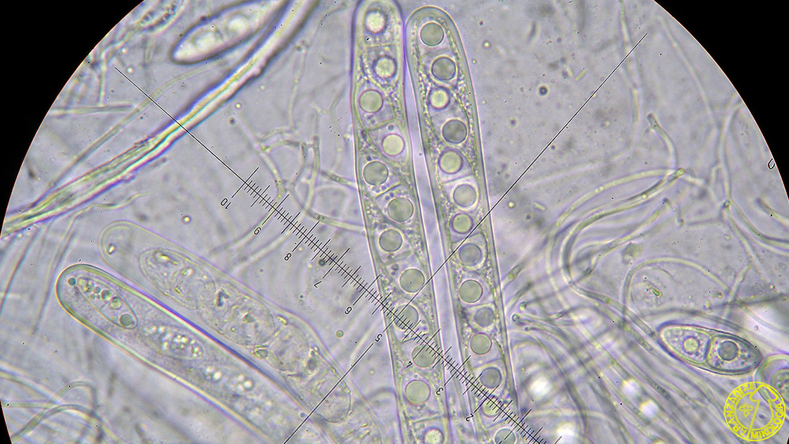 Acrocordia gemmata