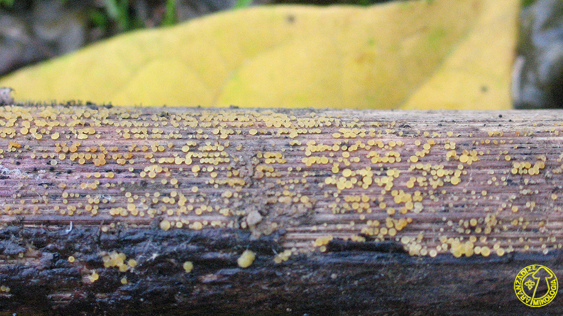Allophylaria byssacea 