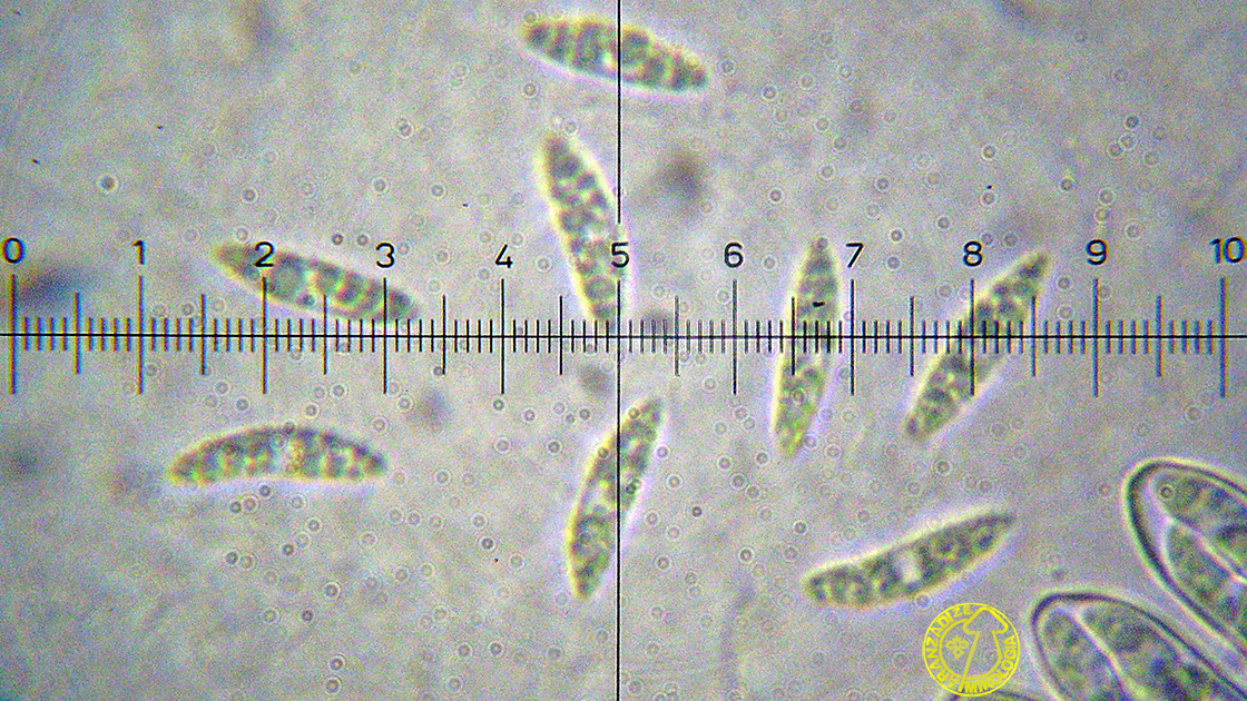Allophylaria byssacea 