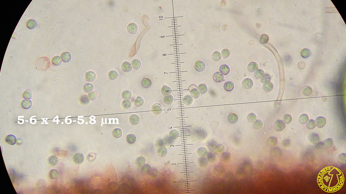 Byssocorticium pulchrum