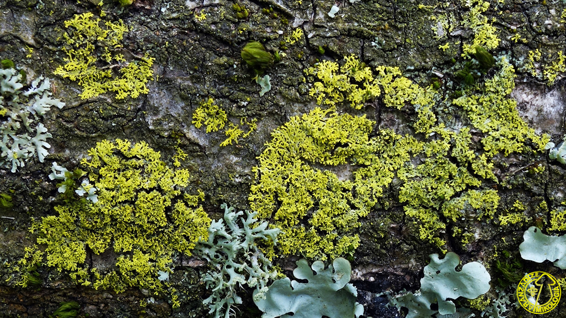 Candelaria concolor