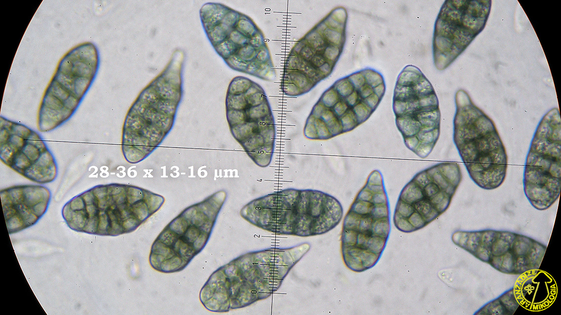 Diploschistes muscorum